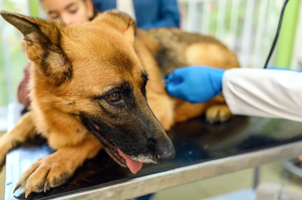 Bloat (OR GDV) In German Shepherds: Preventions, Causes, And Treatment ...